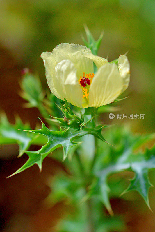 墨西哥凤尾草/墨西哥多刺罂粟:艳丽的黄色花朵